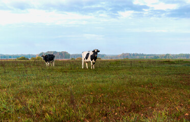 Cows in pasture near the forest in autumn morning.