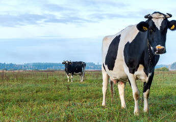 Fototapeta premium Cows in pasture near the forest in autumn morning.