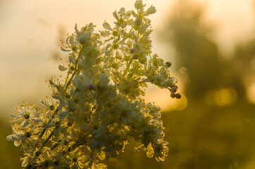 yarrow in the frost and morning mist by the pond