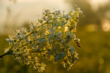 yarrow in the frost and morning mist by the pond