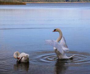 Swan flapping its wings against calm lake background