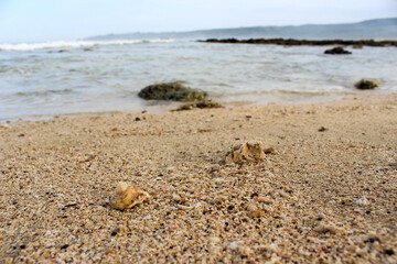 Broken shells mixed with beach sand.
