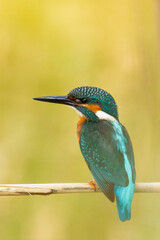 Common kingfisher, Alcedo atthis, bird on the branch with yellow background