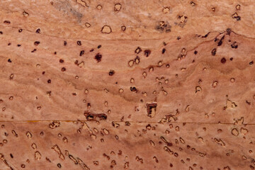 Cork background texture. Closeup of detail from natural oak cork surface used for trendy cork fashion. Beautiful cork backdrop.
