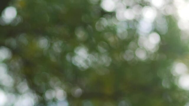 Beautiful green natural floral 4k video bokeh abstract background
