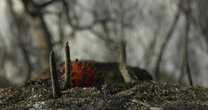 pinos de bosque quemados 4k 