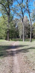 trees in the park