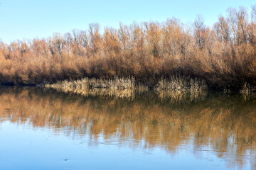 Fototapeta premium Dry reeds and trees on the river bank in late autumn