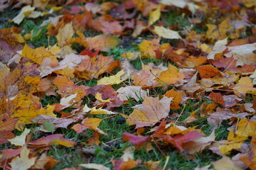 autumn leaves on the ground