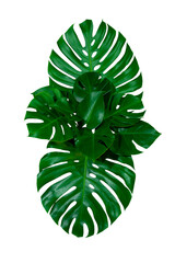 Group Green leaves tropical foliage plant bush of philodendron, dracaena and fern floral arrangment...