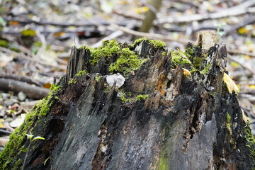 moss on old broken tree