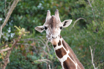 Naklejka na ściany i meble giraffe in the zoo
