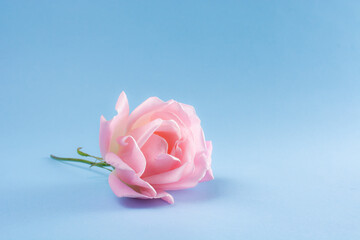 Rose in blue background angelical celestial and tender lovely pinky