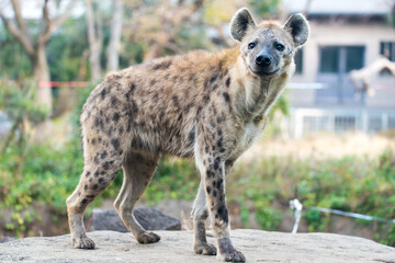 hyena in the zoo