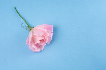Rose in blue background angelical celestial and tender lovely pinky