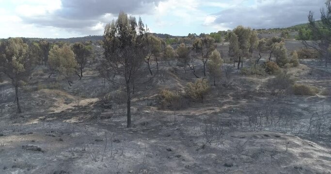 Zona forestal quemada 4k