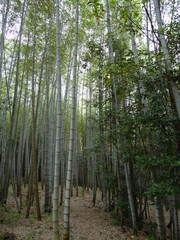 管理されていない竹林
