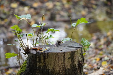 dead tree - new life