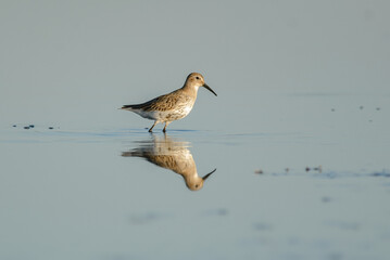 Wood Sandpiper bird on wetlands