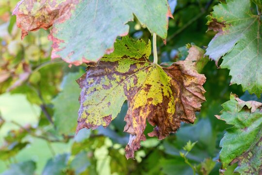 Plant disease Peronospora (Plasmopara viticola) also known as grape downy mildew.
