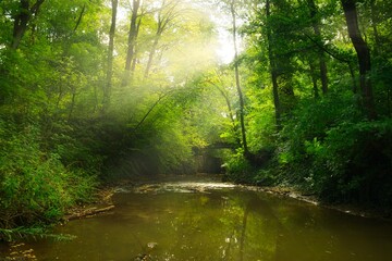 Fototapeta na wymiar Flowing stream in the autumn forest