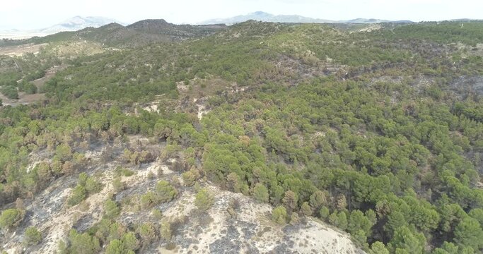 Zona forestal quemada 