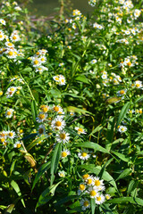 close-up of wild chamomile