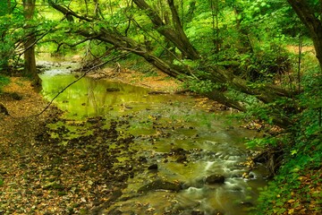 Flowing stream in the autumn forest