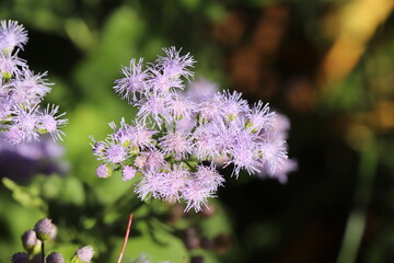 秋の花壇に咲くアゲラタムの薄紫色の花