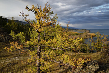 Yellow coniferous larch tree on the background of blue lake Baikal in autumn