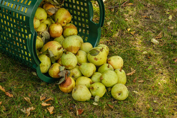 Ein Korb mit vielen Birnen im Garten