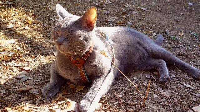Un chat tenu en laisse se reposant au soleil