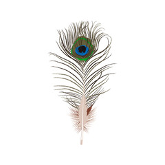 Colorful bright peacock feather. Beautiful detailed long feather of tropical paradise bird vector illustration isolated on white background