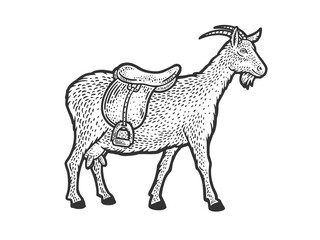 saddle goat sketch engraving vector illustration. T-shirt apparel print design. Scratch board imitation. Black and white hand drawn image.
