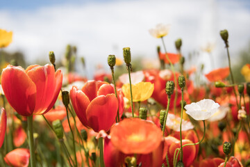 Field of bright colorful flowers on a bright sunny spring day 