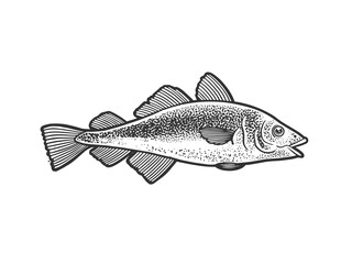 Atlantic cod fish sketch engraving vector illustration. T-shirt apparel print design. Scratch board imitation. Black and white hand drawn image.