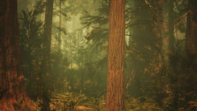 Loop Giant Sequoia Trees at summertime in Sequoia National Park, California