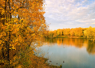 Golden autumn background, trees with yellow leaves, pond in the park