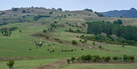 Fototapeta na wymiar Herd of cows and buffalo
