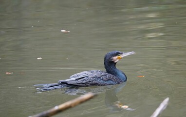 cormoran swimming