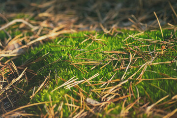 Moss macro photo. Beautiful green moss on the floor of the autumn forest.