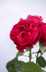 Blooming roses, bush rose macro photo. Close up of a Peach Colored Rose. Focus on a peach-colored rose. Unfocused blur rose petals. flower of rose close-up. Natural background. 