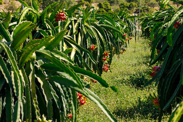 A plantation of dragon fruit cactus	
