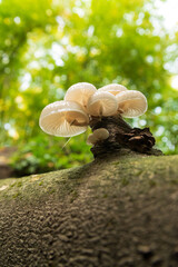 Close-up photo of mushrooms on tree trunk