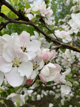 Fototapeta tree blossom