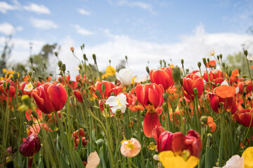 Field of bright colorful flowers on a bright sunny spring day 