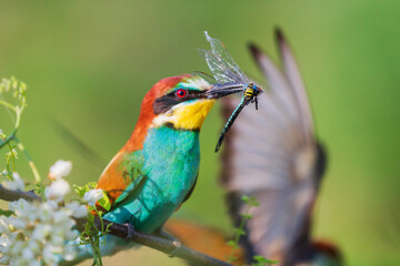 bee-eater with a dragonfly in its beak