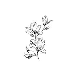 Magnolia flowers drawing and sketch with line-art on white backgrounds.