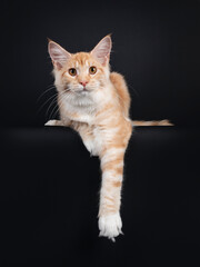 Pretty red silver tabby Maine Coon cat, laying down facing front with oaw hanging relaxed over edge. Looking curious to camera with orange eyes. Isolated on black background.