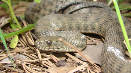 Close up of Snake .
Closeup of water snake is a non venomous. 
Snake in the woods, forest
Veterinarian exotic.
Veterinarian wildlife.
veterinary medicine.
animal, animals, reptile.